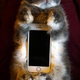 Illustration for article titled Dont Use Real Rabbits as Your Smartphone Case